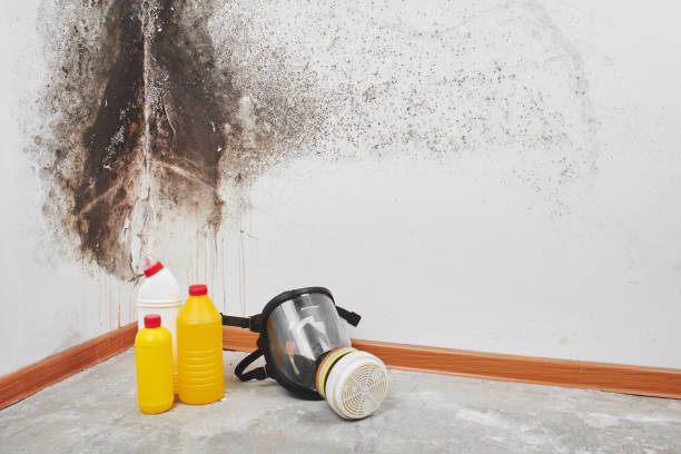 Best Mold Testing and Inspection Services in National City, CA