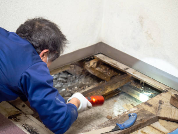 Best Post-Flood Mold Remediation in National City, CA
