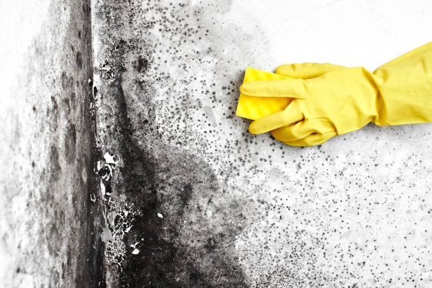  National City, CA Mold Removal Pros