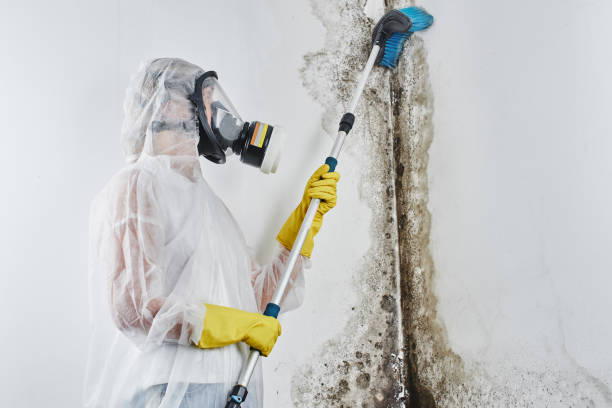 Best Post-Remediation Services in National City, CA