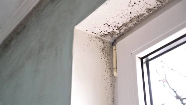 Best White Mold Remediation in National City, CA