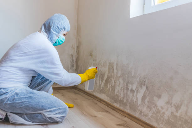 Best Industrial Mold Remediation in National City, CA