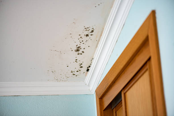 Professional Mold Remediation in National City, CA
