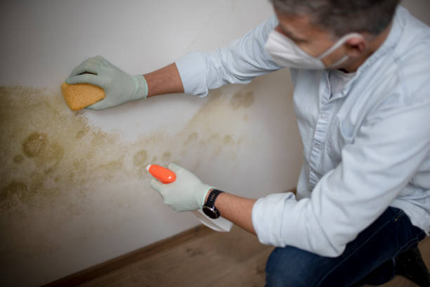 Best Basement Mold Remediation in National City, CA