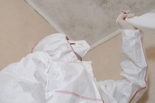 Best Black Mold Remediation in National City, CA