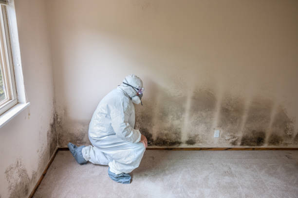 Best Emergency Mold Remediation in National City, CA
