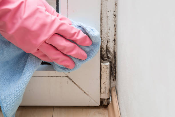 Best Post-Flood Mold Remediation in National City, CA